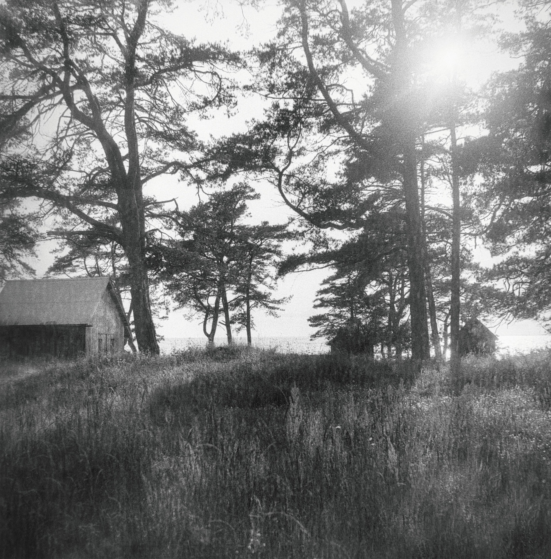 Hagskog 2 Öland Kodak PXP
