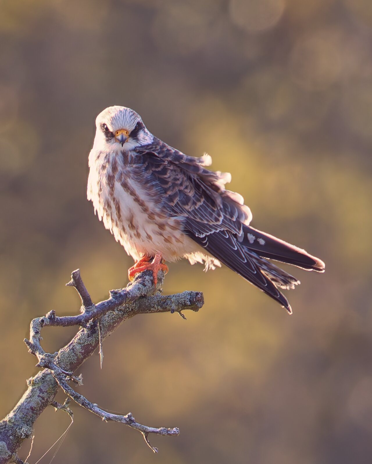 Aftonfalk Öland 2