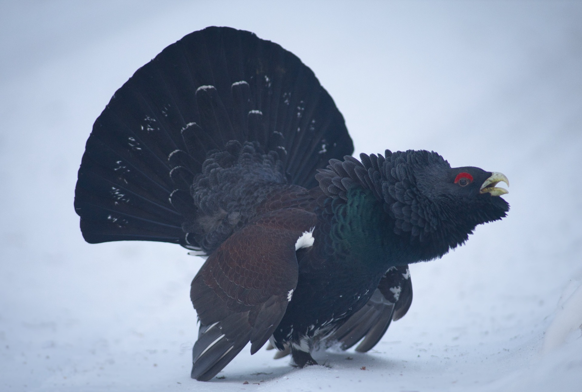 Spelgalen Tjädertupp