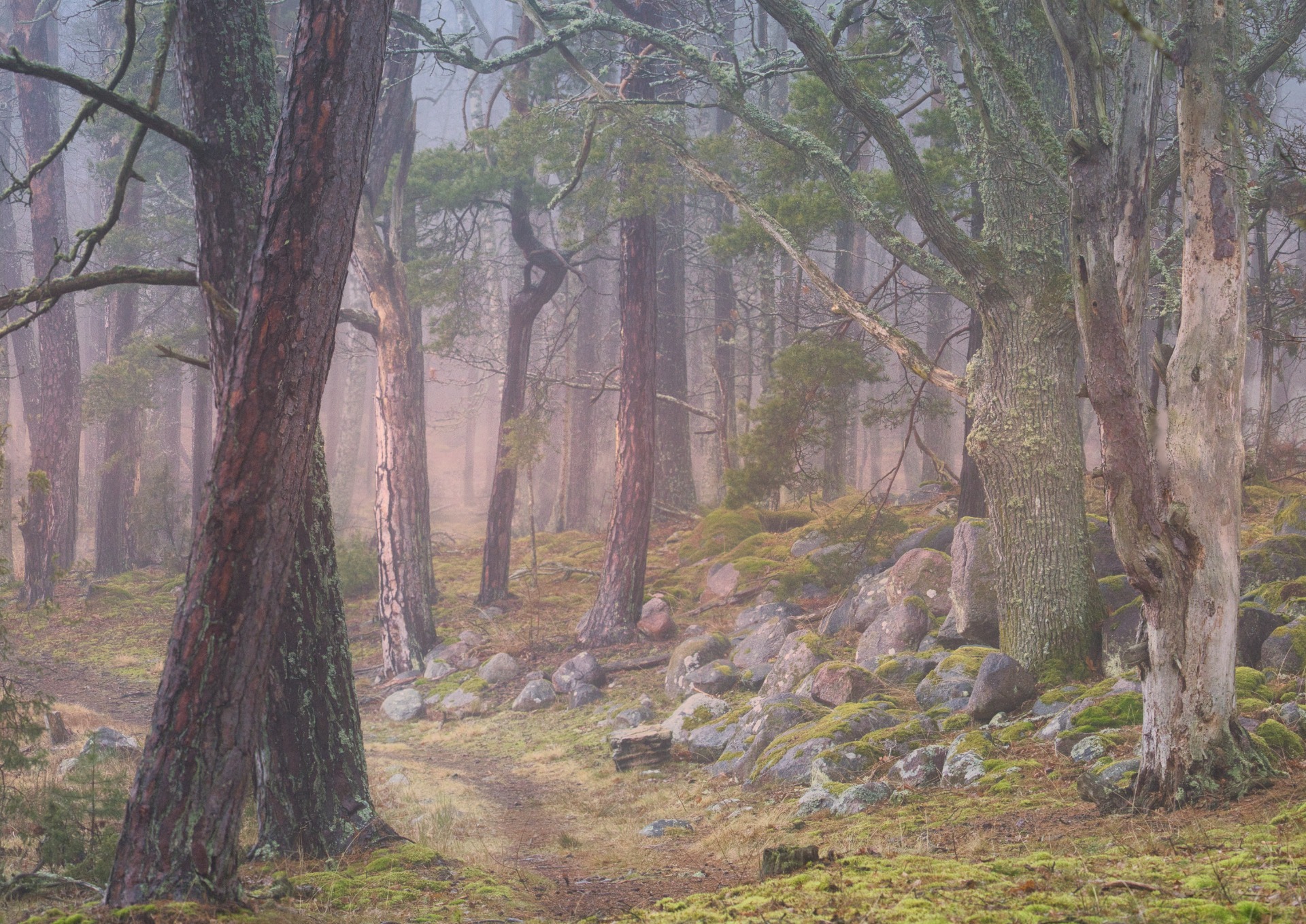 Saltor Pataholm 3